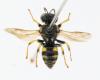 Oxybelus sp.